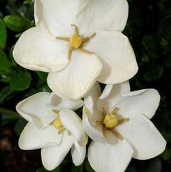 gardenia jasminoides kleim-s hardy